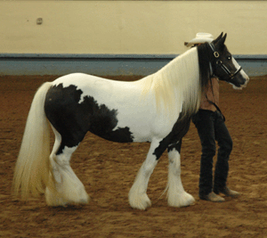 horse at show