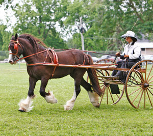 Sold horse Duncan pulling carriage on field