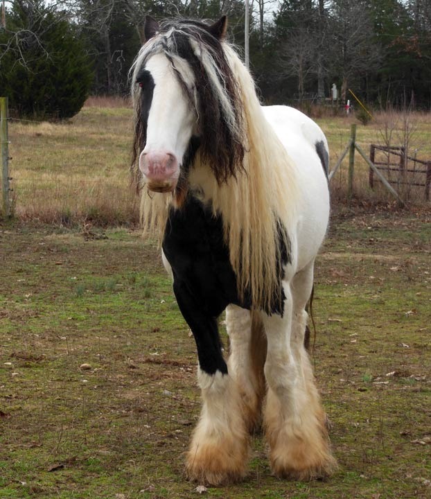 horse standing in field