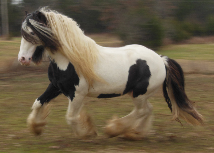 horse galloping in field