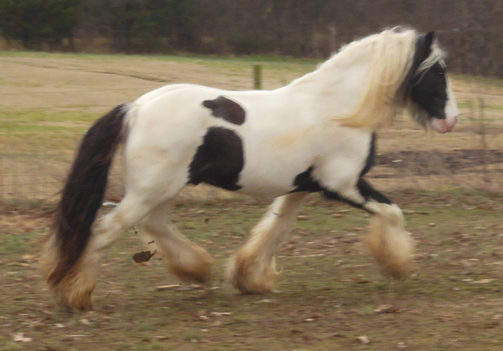 horse running in field