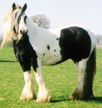 midget mare reference horse