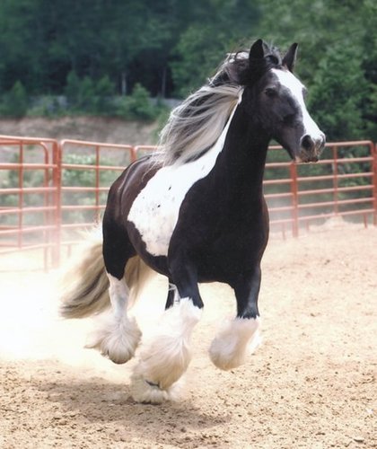 galloping horse