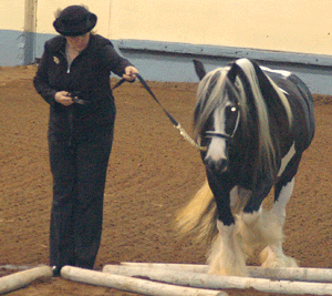 horse being led by woman