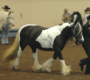 horse walking