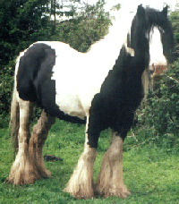 Reference horse Old Horse of Wales