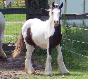 Sold horse Blu-Min Joy walking