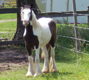 Sold horse Blu-Min Joy standing