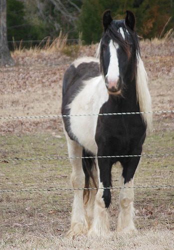 Sold horse Cirius Moonlight standing