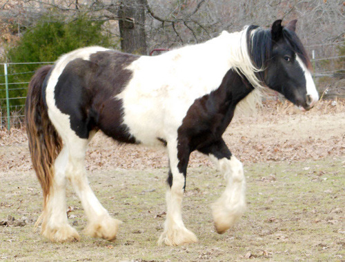 Sold horse Cirius Moonlight walking