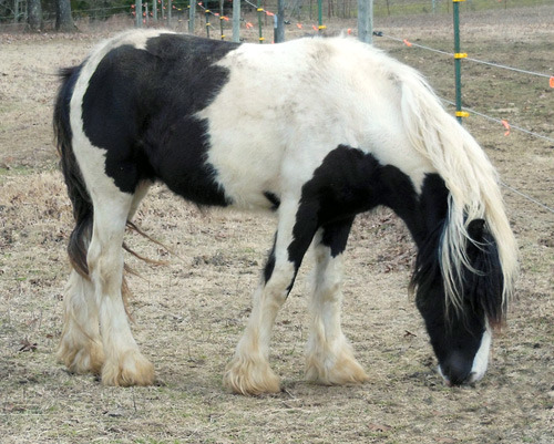 Sold horse Cirius Moonlight facing right