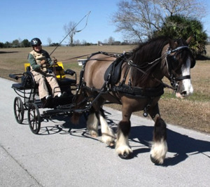 Sold horse Duncan pulling carriage