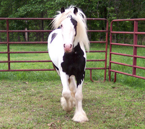 Sold horse Independence facing front