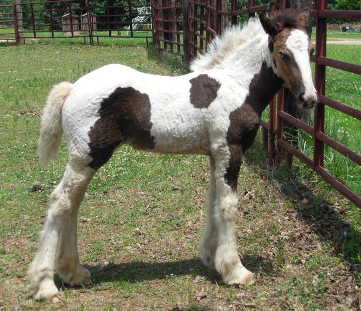 Sold horse Lily facing right in field