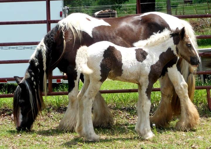 Sold horse Lily in front of other horse