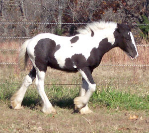 Sold horse Loki trotting