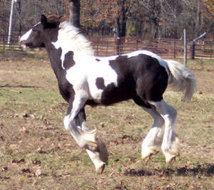 Sold horse Loki running