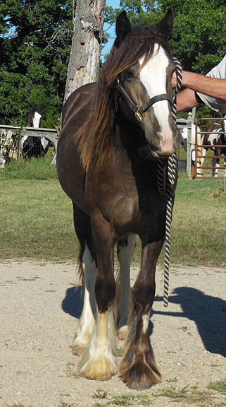 Sold horse SuzieQ standing