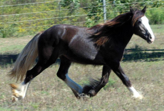 Sold horse SuzieQ running
