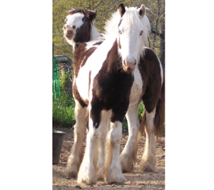 Sold horse Sweet Lady Jane walking