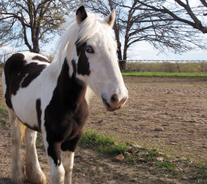 Sold horse Sweet Lady Jane closeup