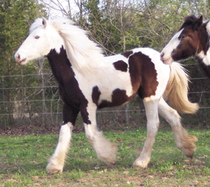 Sold horse Sweet Lady Jane facing left