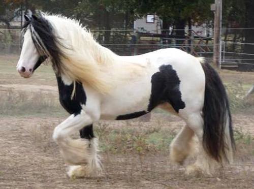 Horse for sale Boktalo