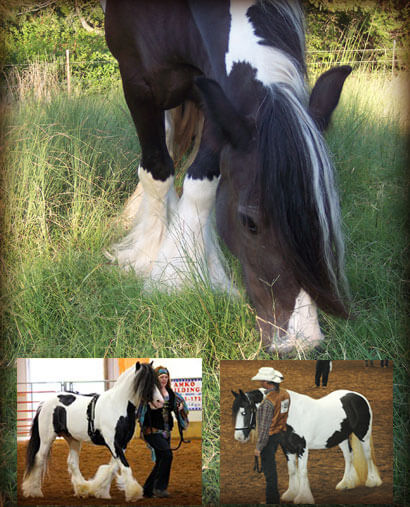 Collage of Gypsy Vanner Horses